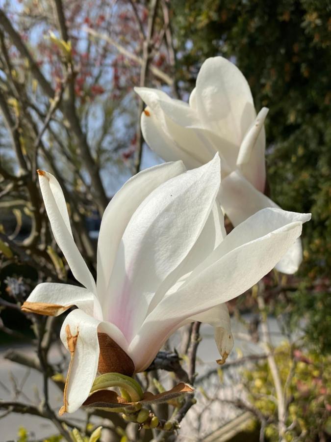 Rosengarten Auf Der Sonneninsel * Fehmarn