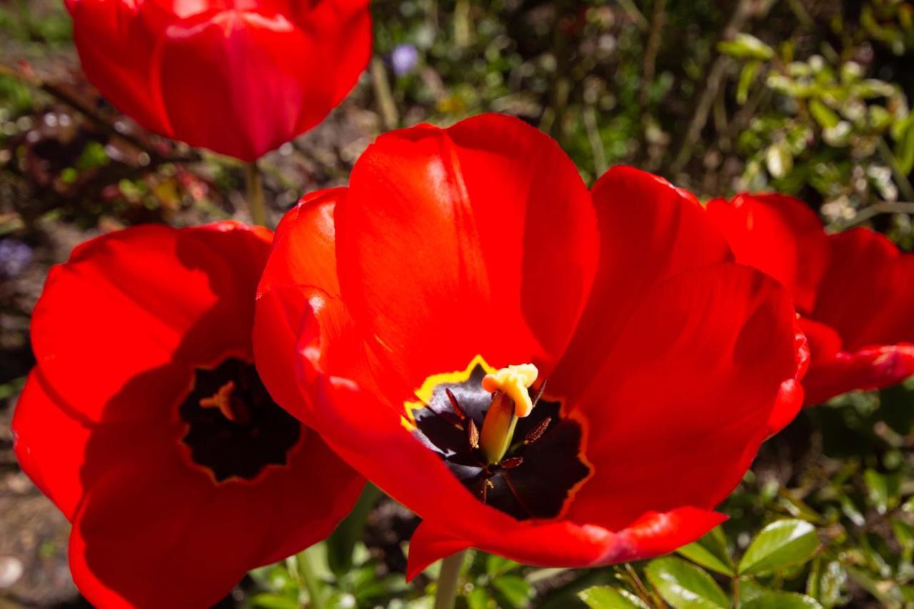 Rosengarten Auf Der Sonneninsel Apartment Fehmarn